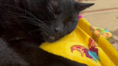 Cute Precious Piper is a Peaceful Little Girl - My Adopted Shelter Cat Vlog #shorts