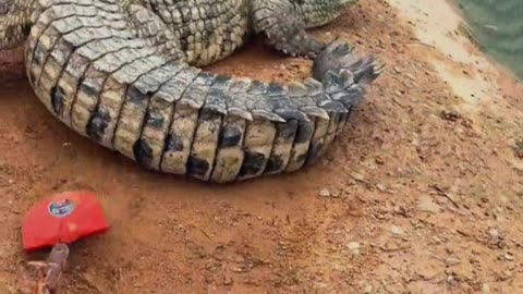 The crocodile is afraid of the shovel.