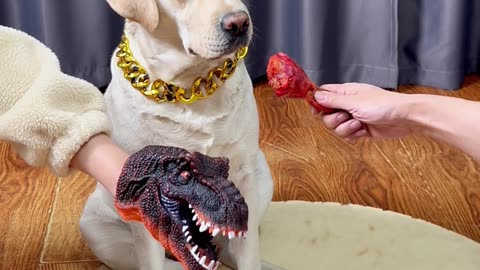 狗子就得这样教育才听话！Dogs have to be educated in this way to be obedient!