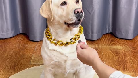 狗子：虽然我是狗，但我不是傻狗… Dog: Although I am a dog, I am not a stupid dog…