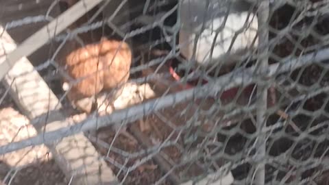 Same Gamefowl Chicks...