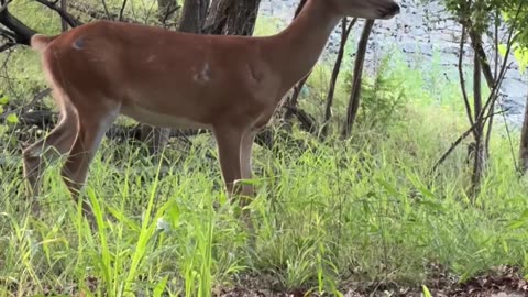 La vida del campo en los Estados Unidos