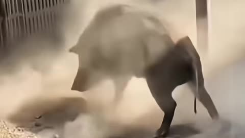 PITBULL BROTHER SAVED BROTHER