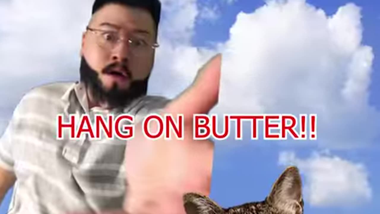 korean cat