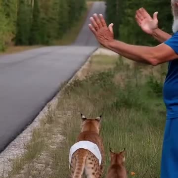 Conscientious man saves injured lynx #animals #lynx