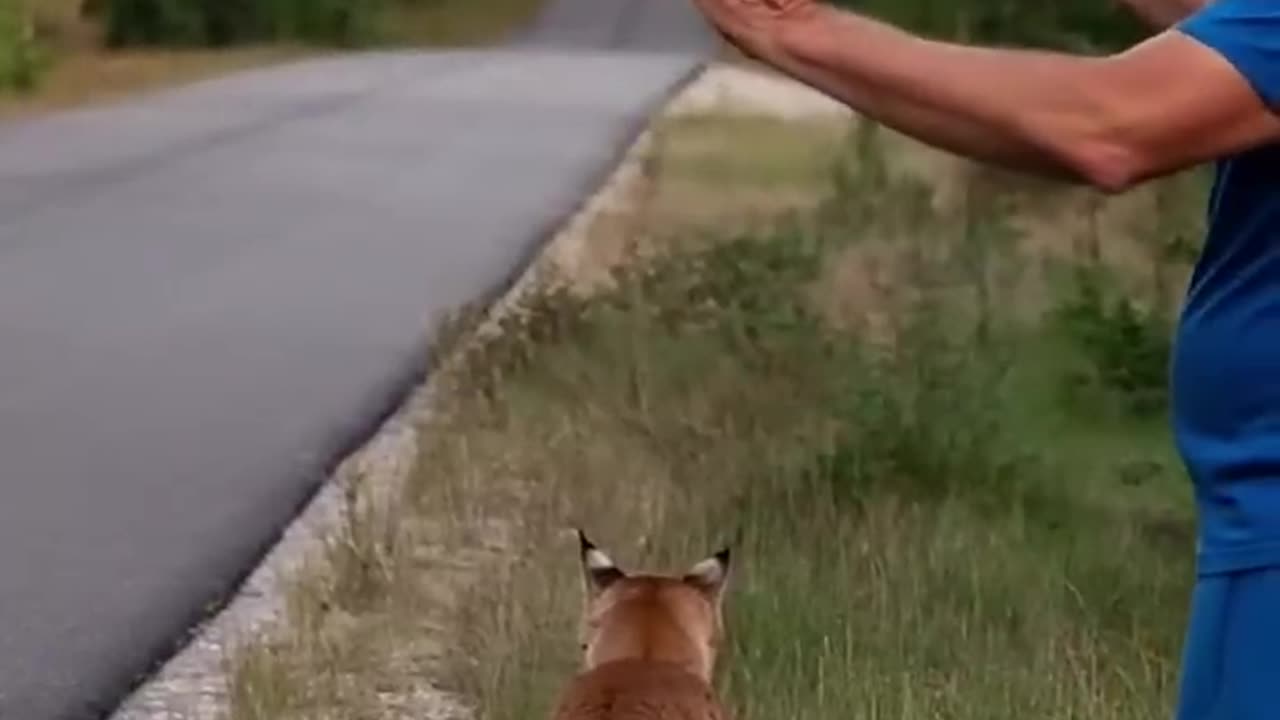 Conscientious man saves injured lynx #animals #lynx