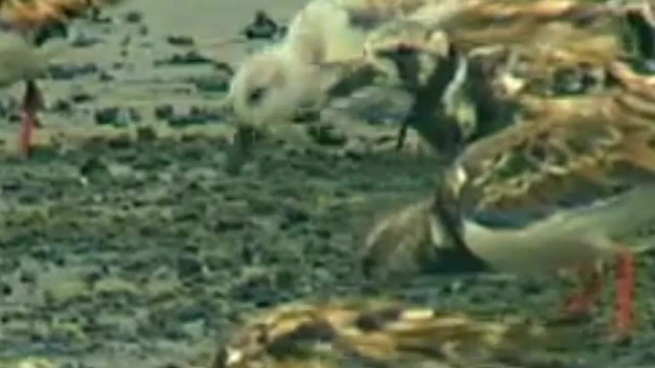 birds