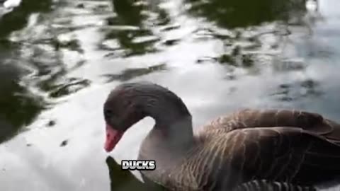 "Ducks: Characteristics, Habitat, and Behavior"