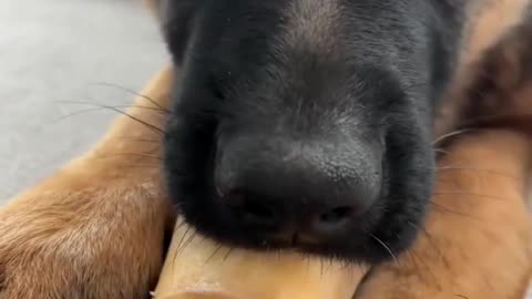 Hungry Puppy Begs for Food—Too Cute to Ignore! 🐶🍗