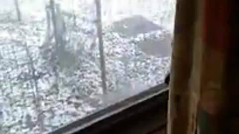 y Kitten Windigo Looking at snow Old clips