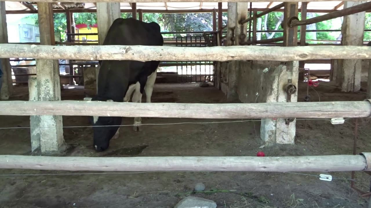 cow
