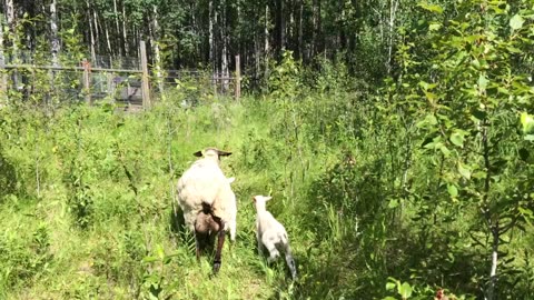 Mom and the Twins