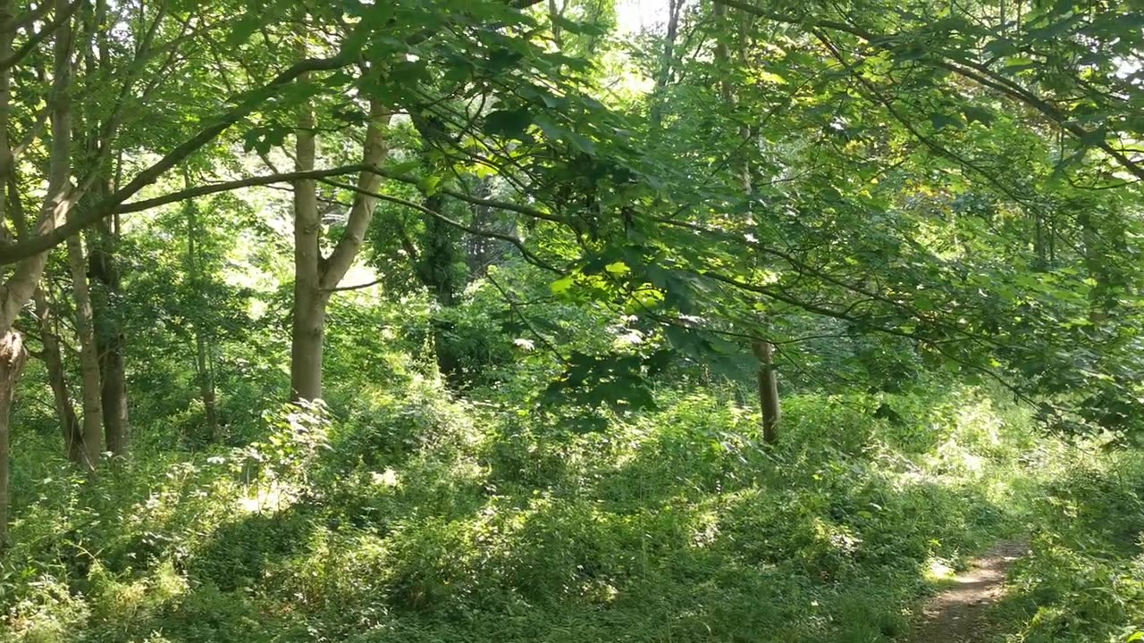 The Truth VS A Mad Monster Black Sandringham Serial Killer Lie