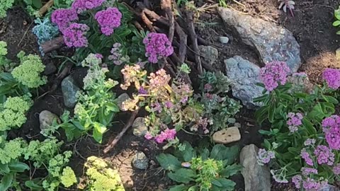 “Long hard laborious day of planting sensational sea of Sedum Part II.”