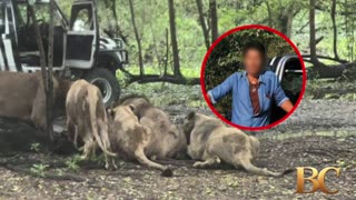 Zookeeper in Thailand dies after being attacked by lions in front of visitors