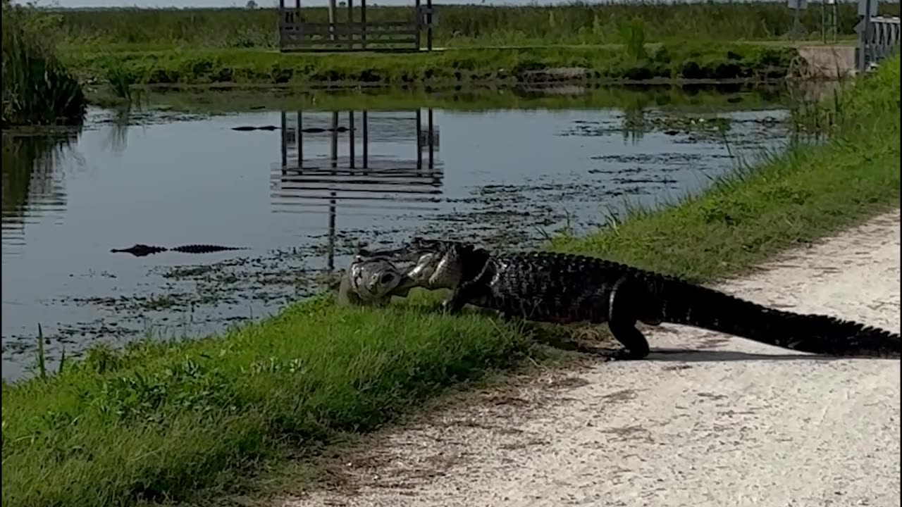 Alligator Walks Away With Giant Fish