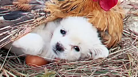 Warmth & Cuddles 🐾🐔 Puppy Snuggles with Hen