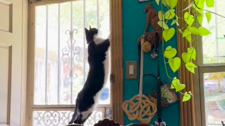 😂🦎 The Most Epic Lizard Capture! | FunFM