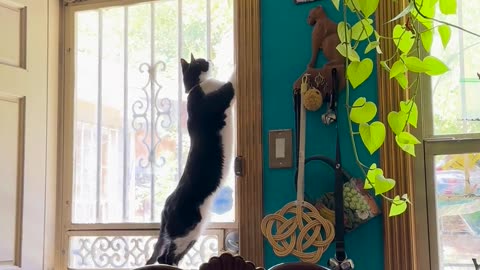 😂🦎 The Most Epic Lizard Capture! | FunFM