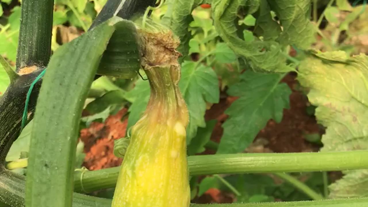 virus in squash