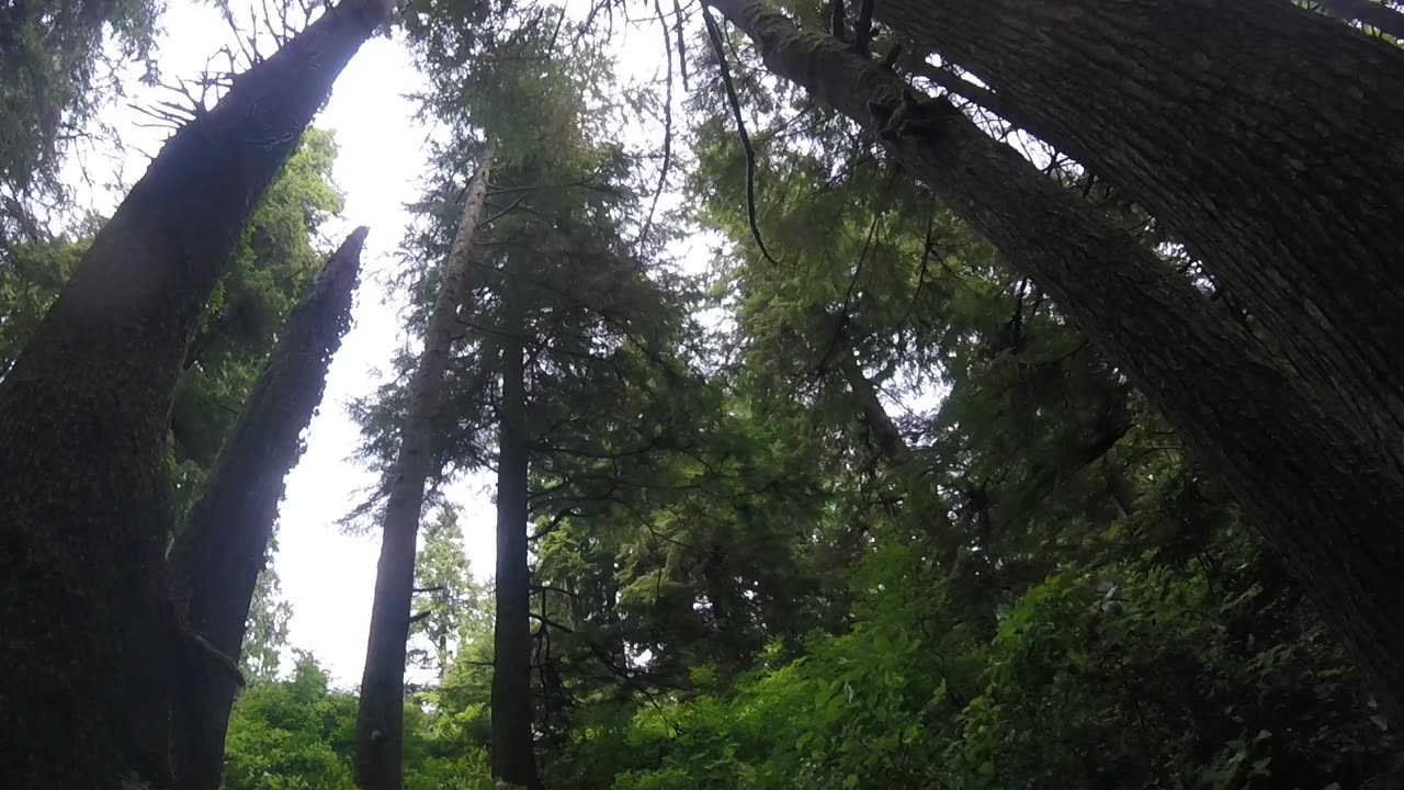 trees2
