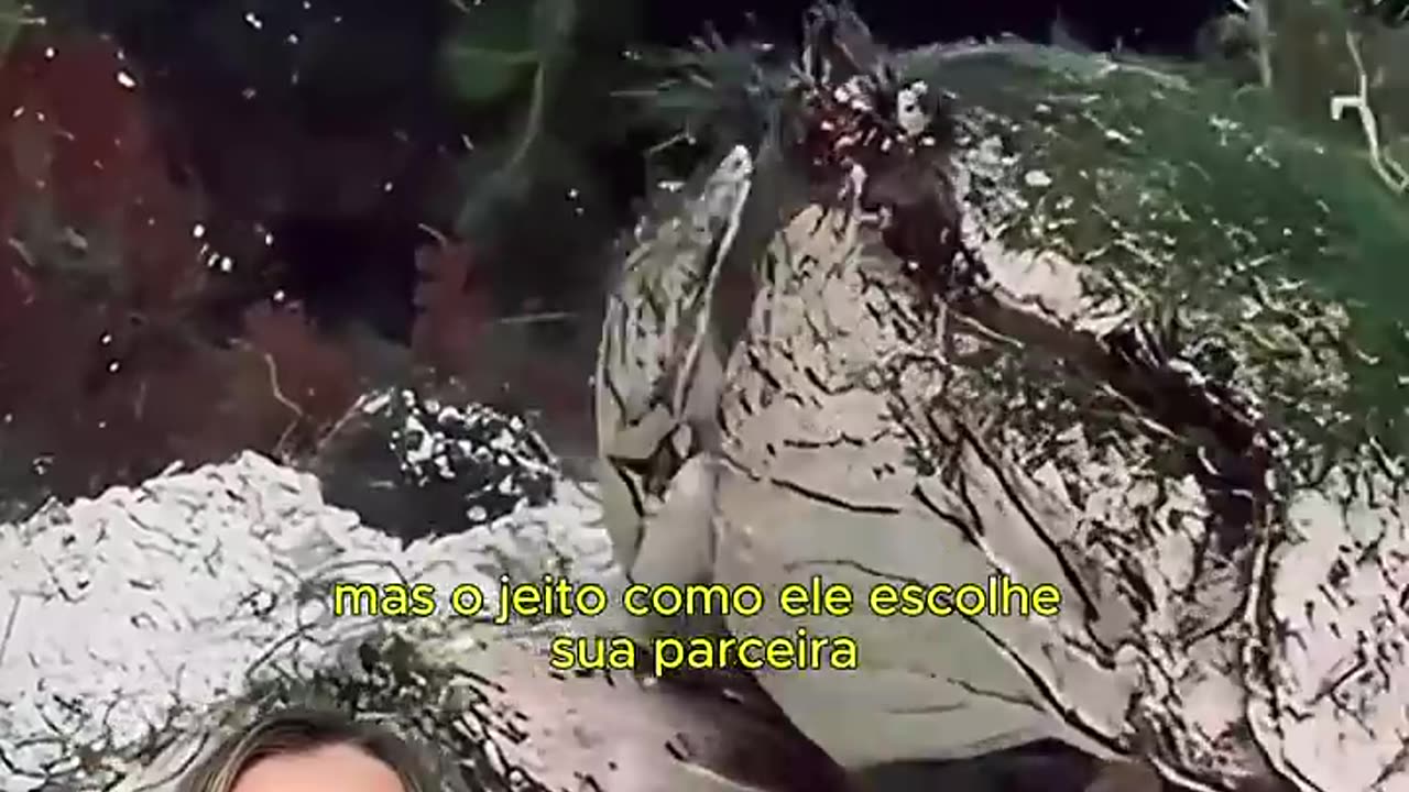 Lindo o que acha