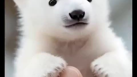 Wow 😮, check out the tiniest polar bear you could ever imagine!