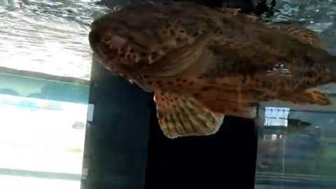 Scorpion Fish at Living Coast Discovery Center in San Diego