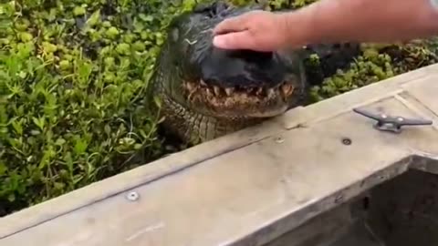 Feeding pet alligator