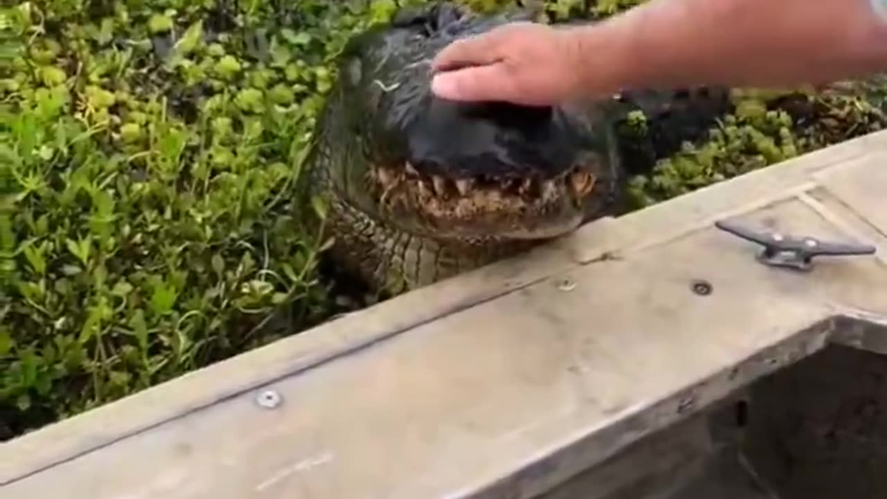 Feeding pet alligator