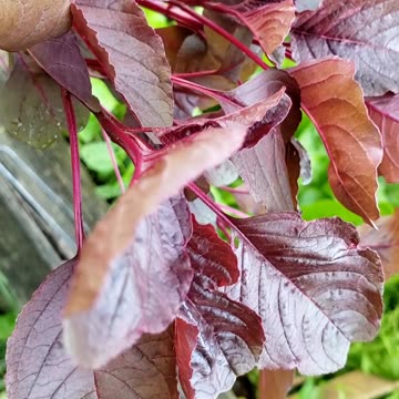 Harvesting dark green leafy vegetables on July 15th 2025