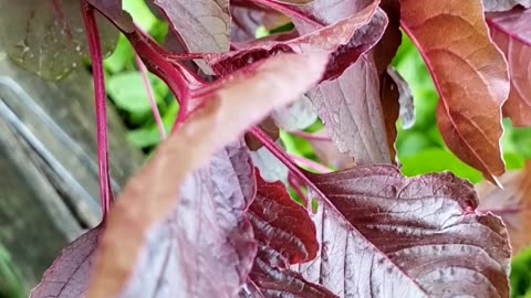 Harvesting dark green leafy vegetables on July 15th 2025