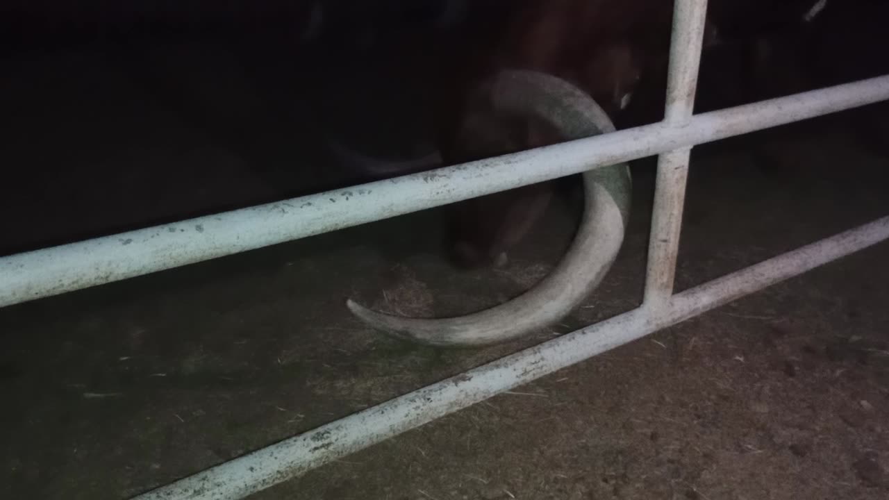 Looking at a couple, female & male longhorn cattle while visiting my mom&dad20250819316