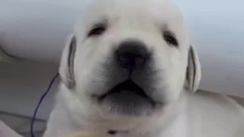 Beautiful dogs 🐶