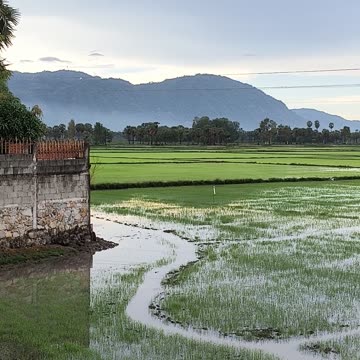 Rice paddies ... Núi Cấm