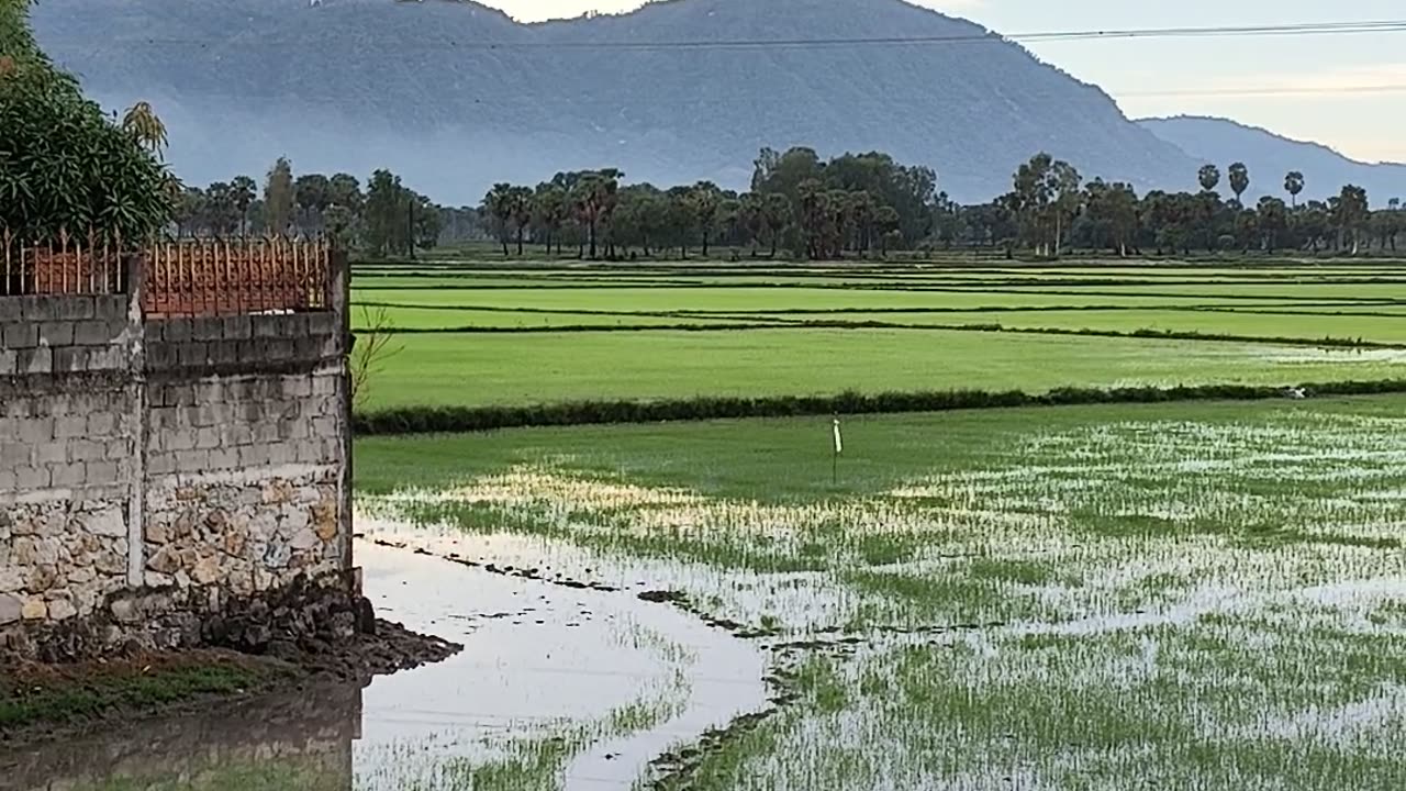 Rice paddies ... Núi Cấm