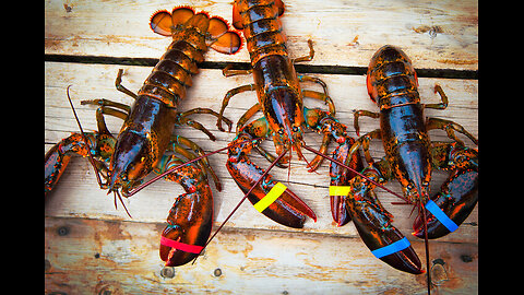 Lobster