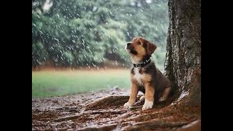 "The Art of Racing in the Rain,"