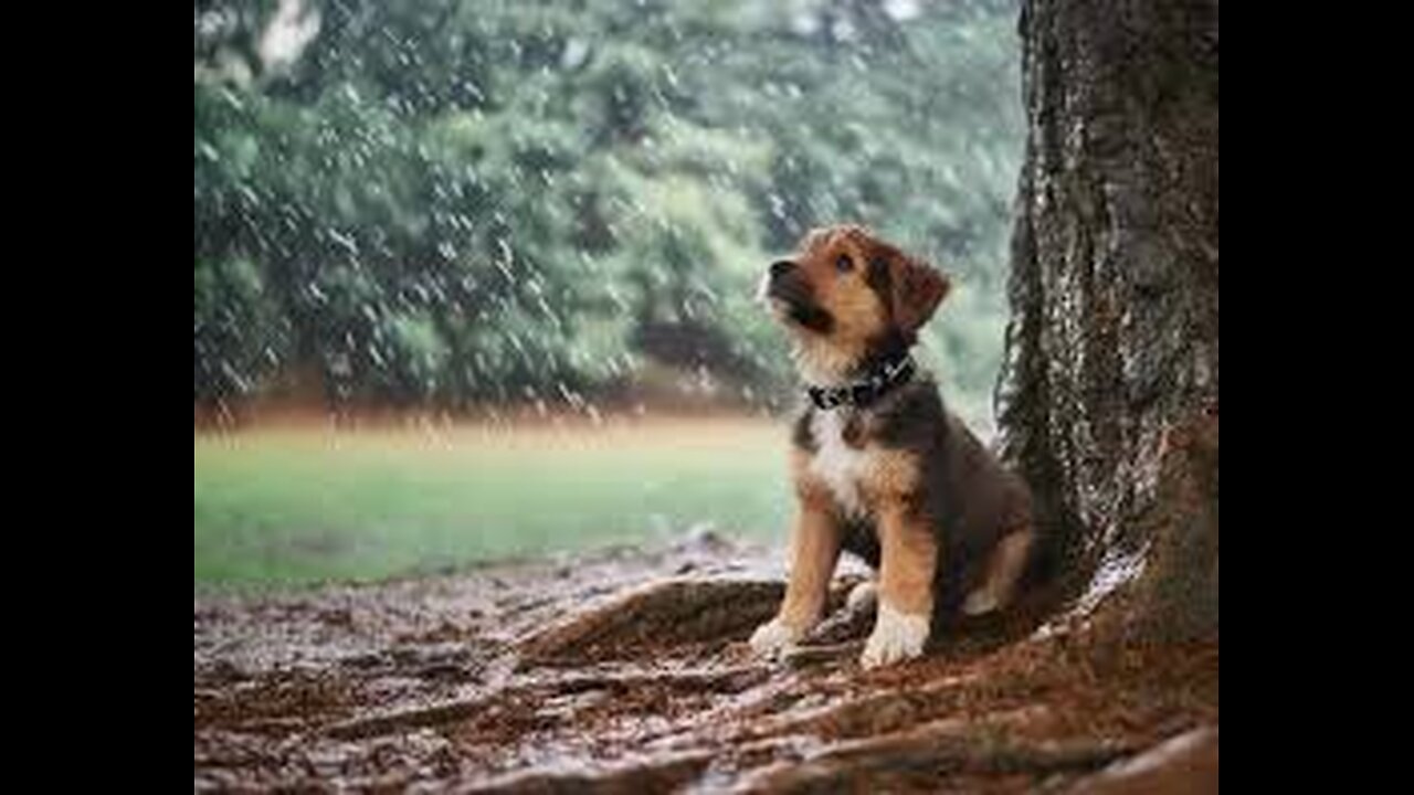 "The Art of Racing in the Rain,"