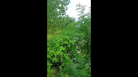 satisfying Video