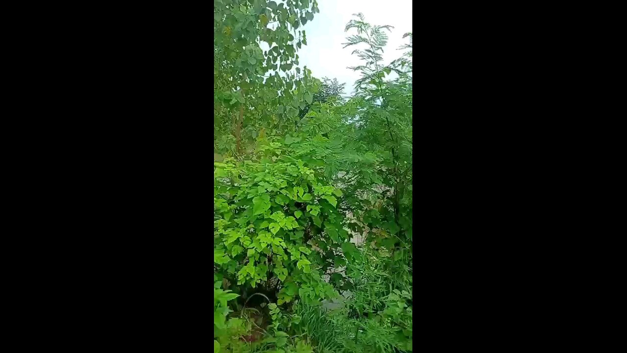 satisfying Video
