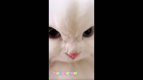 Cat Compilation