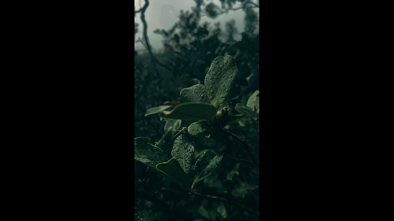 For those that need it, a few minutes of peace.