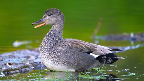 Mr. Gadwall Duck is Pining over Lost Love. Mrs. has Gone Nesting and He's Calling After Her