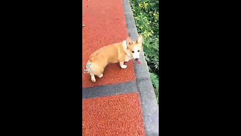 dogs funny fails