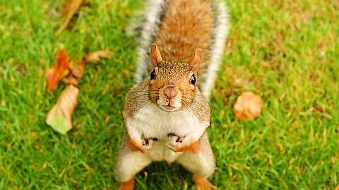SQUIRREL LIFE (SHORT FILM) 
