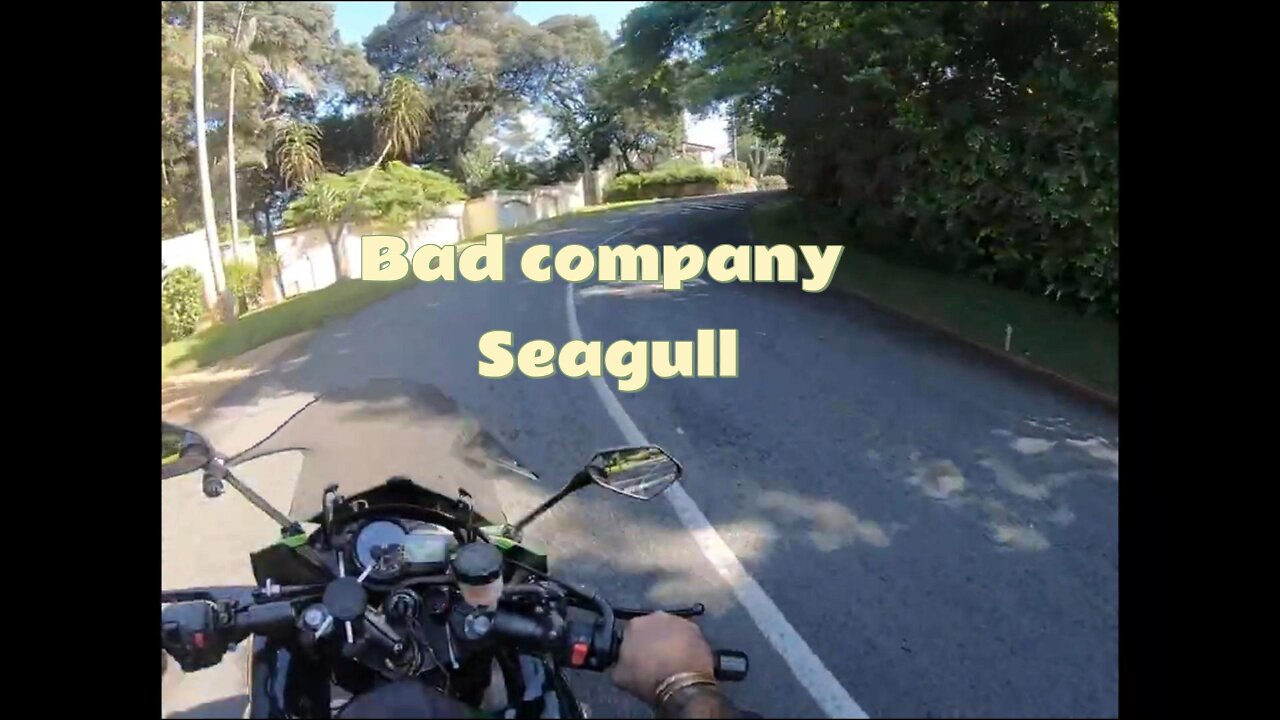 Seagull #badcompany