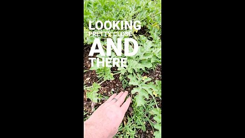 Watermelon On The Vine