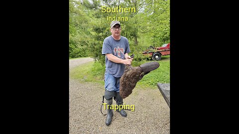 nuisance beaver captured.!
