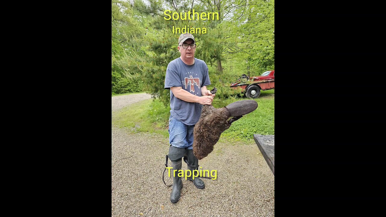 nuisance beaver captured.!